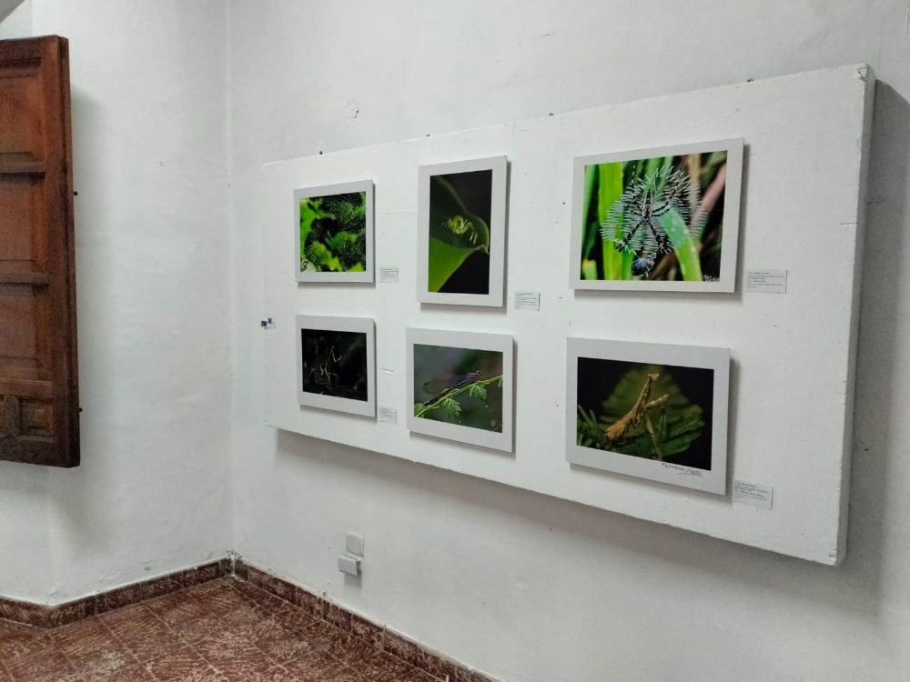 La colección fotográfica por la biodiversidad del bosque de niebla.