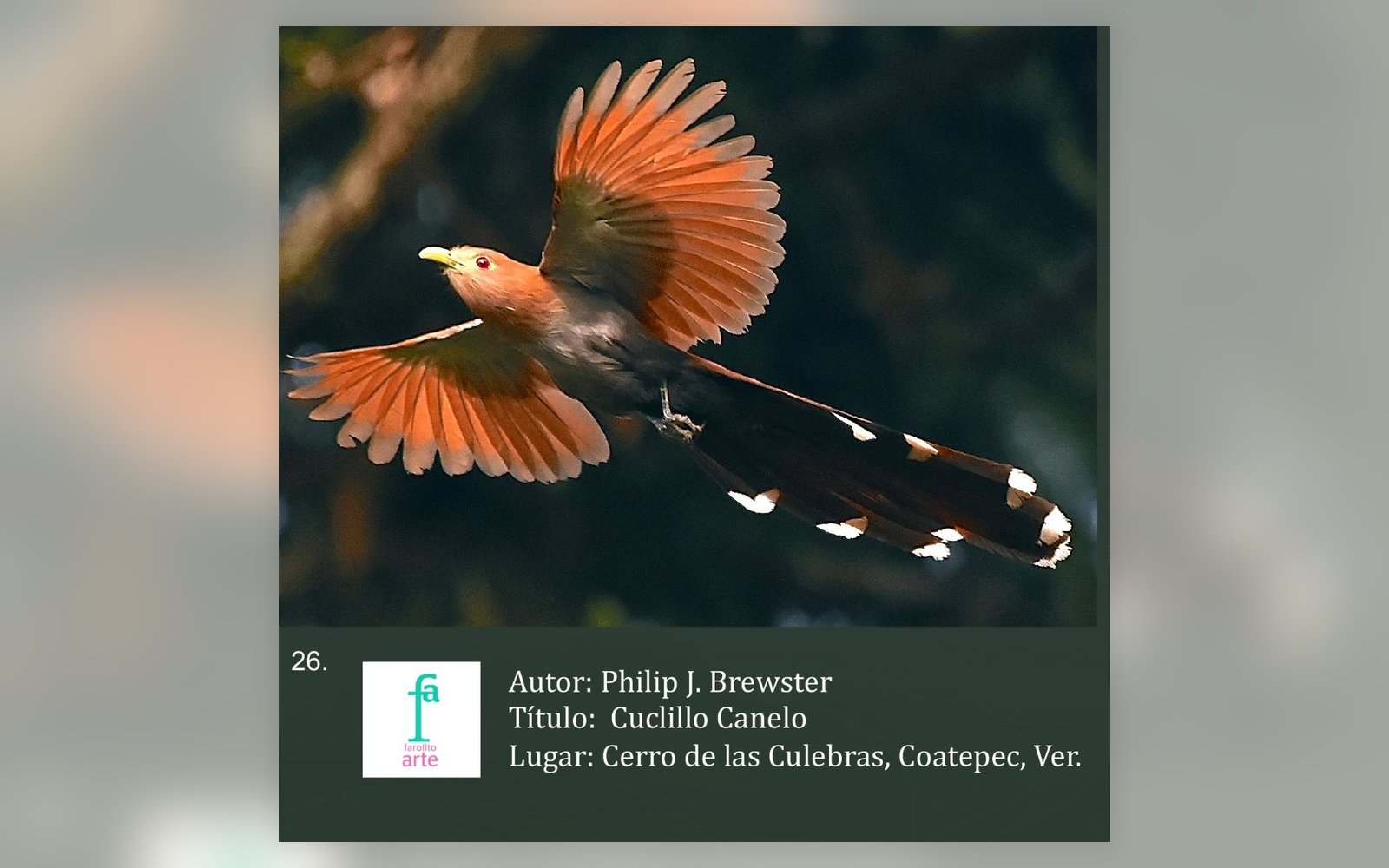 «Cuclillo Canelo», Cerro de las Culebras · fotografía de Phil J. Brewster, de la serie 30 Fotógrafos y 30 Empresarios por la Biodiversidad.