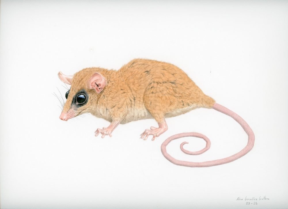 Dibujo de Alejandro González Gallina.