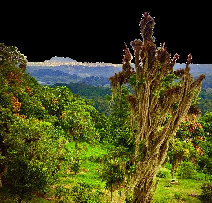 El cerro y sus epífitas, con Xalapa al fondo