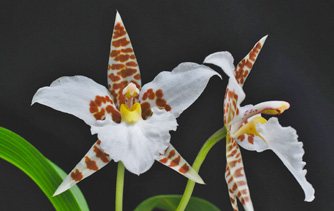 Orquídea nativa «Gallito»