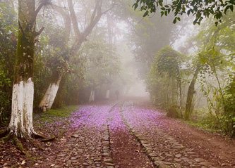 Sendero a Mirador con niebla