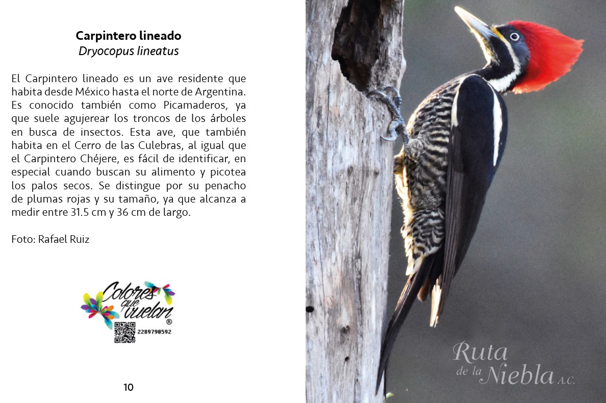 Página 10 de la Guía de aves: Carpintero lineado (Dryocopus lineatus), patrocinada por Colores que Vuelan