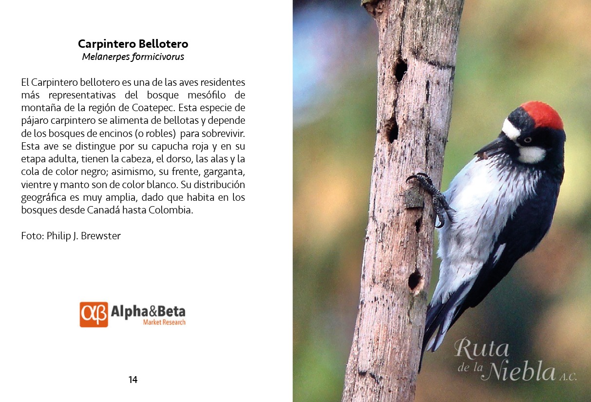 Página 14 de la Guía de aves: Carpintero bellotero (Melanerpes formicivorus), patrocinada por Alpha&Beta